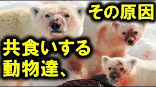 チンパンジー 共食い Watch Hd Mp4 Videos Download Free