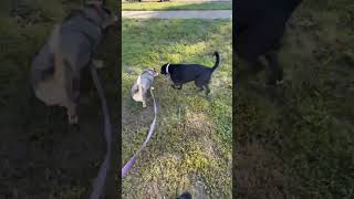 Video preview image #1 Cardigan Welsh Corgi-Catahoula Leopard Dog Mix Puppy For Sale in Rustburg, VA, USA