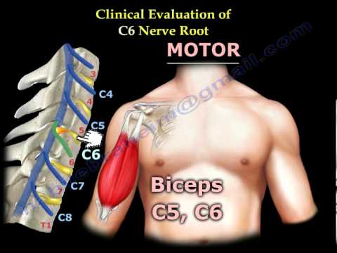 Neurological Examination Of Nerve Roots Part 1 - Everything You Need To Know - Dr. Nabil Ebraheim