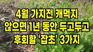 4월 가기전 캐먹지 않으면 1년 동안 두고두고 후회할 잡초 3가지