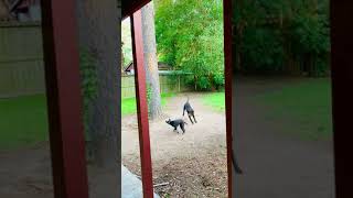 Atlas Terrier Puppies Videos