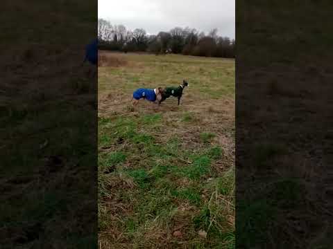 Batson's Happy Dogs video.