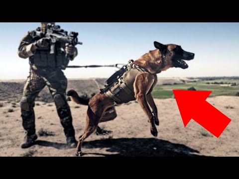 Service dog fights enemies solo...