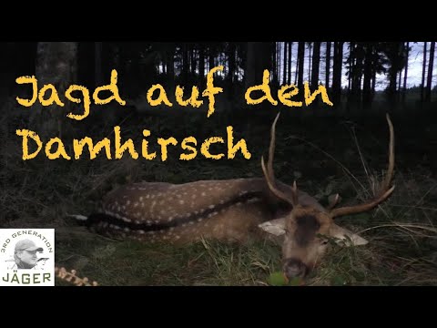 Fallow deer Stag Hunting 2020 