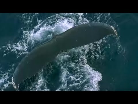 Fur Seals and Whales Feast on Krill | Blue Planet | BBC Earth
