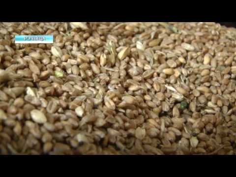 Зерно нового урожая (видео)  видео
