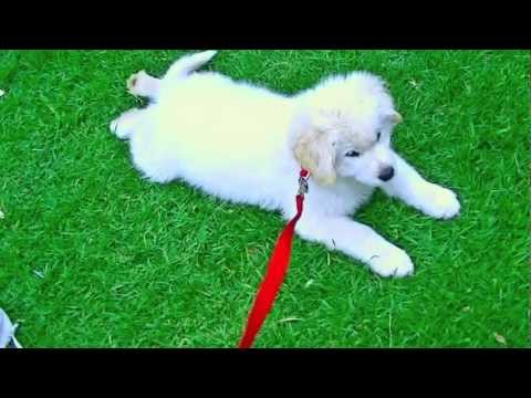 Samriever puppy too lazy to go walkies. (Samoyed x Golden retriever)