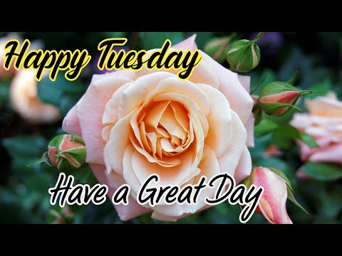 Happy Tuesday, Good Morning Wishes and Quotes, Happy & Blessed Tuesday
