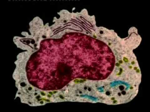 DER NIEDERGANG DER EVOLUTIONSTHEORIE UND DIE WAHRHEIT DER SCHÖPFUNG