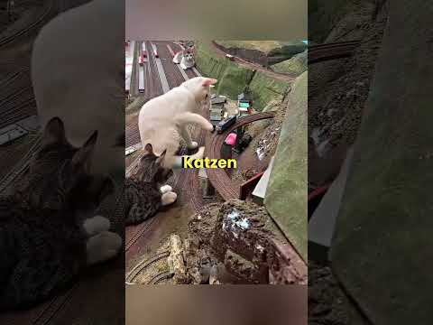 Spielzeugzüge und Katzenhaare“ 🐱🚂