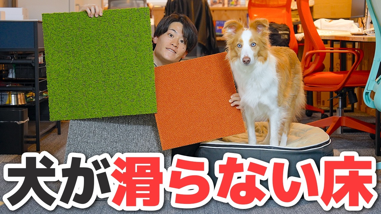 【もう迷わない】犬が滑らないおすすめタイルカーペット5選｜実際に使ってよかった最強アイテム教えます