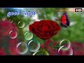 Good Night 3D Rose Video Good Night WhatsApp Status Video HD