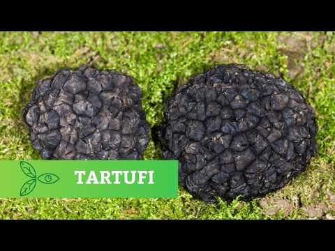 Naše dobro ep. 3 17.03.2018. - Matičenje svinja, Tartufi...