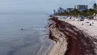 Sargassum's impact: From marine life haven to coastal challenge