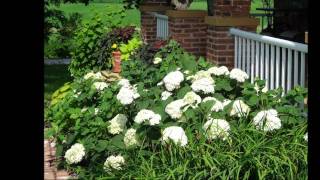 preview picture of video 'My Midsummer Garden in Bishop Hill, Illinois'