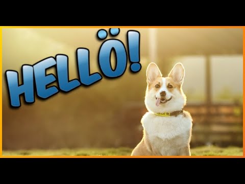 ARCTIC CHONK - FRIEND