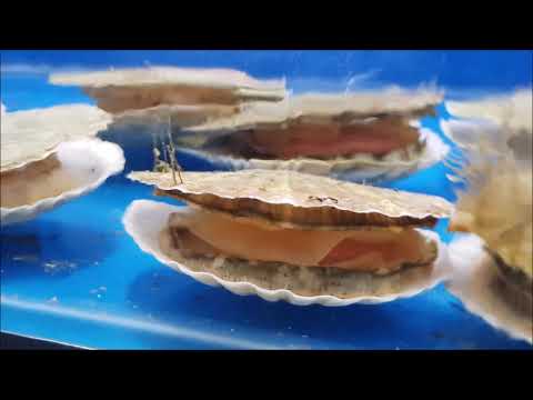 RAS Holding Facilities for Crabs, Lobster, Oysters!