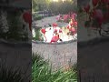 Screaming Flamingos San Diego Zoo 2017