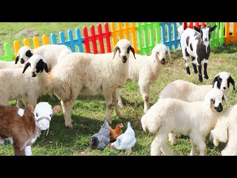 Farm Animal Cute Pets  Goat , Cow , Sheep Sound , Chicken , cat , dog   Animal Sound