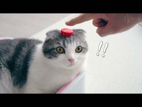 고양이 웃음 버튼 누르기 1초 전