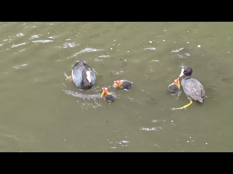 Jonge meerkoeten / pulletjes  in sloot bij Botanische Tuin Zuidas Amsterdam