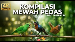Download lagu 🔴 Masteran Kompilasi Burung Kecil Tajam dan Pedas Kowul Gacor vs Srindit Cililin vs Tepus Kepala Abu mp3 Download lagu 🔴 Masteran Kompilasi Burung Kecil Tajam dan Pedas Kowul Gacor vs Srindit Cililin vs Tepus Kepala Abu mp3