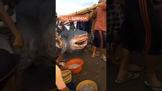 Download lagu SEREM‼️HIU RAKSASA TERTANGKAP DI LOMBOK‼️ #shorts mp3