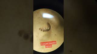 Download lagu Pest Id : Carpet Beetle Larva #pestcontrol #larva #beetle #entomologist mp3 Download lagu Pest Id : Carpet Beetle Larva #pestcontrol #larva #beetle #entomologist mp3