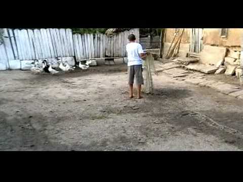 BISTRET:CU NAPASTIA LA RATA avi