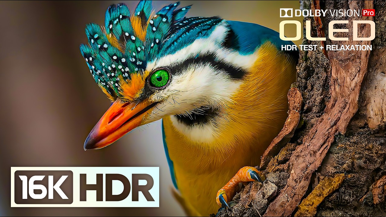 Incredible 16K HDR Nature 120fps | Dolby Vision OLED Showcase (8K/4K Video TV)