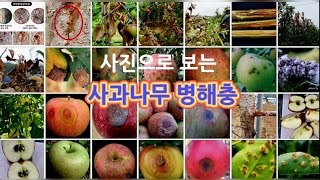 사진으로 보는 사과나무 병해충 종류/탄저병/겹무늬썩음병/갈색무늬병/점무늬낙엽병/붉은별무늬병/그을음병/잿빛곰팡…