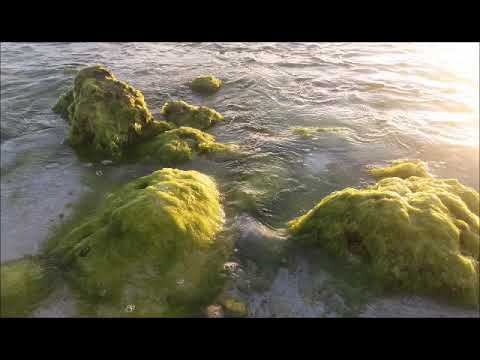 I A ROKO NGAI (KARAOKE)