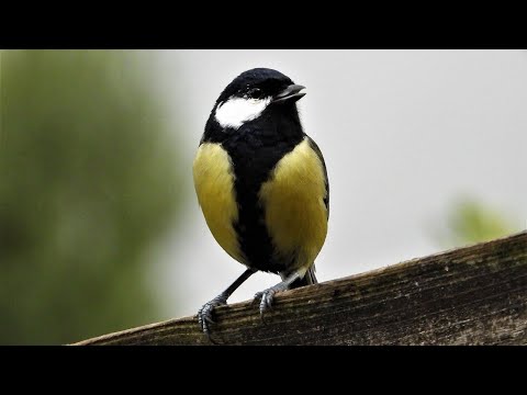 Great tit bird song/call/chirp/sound, Carbonero Común Canto, (Parus Major)