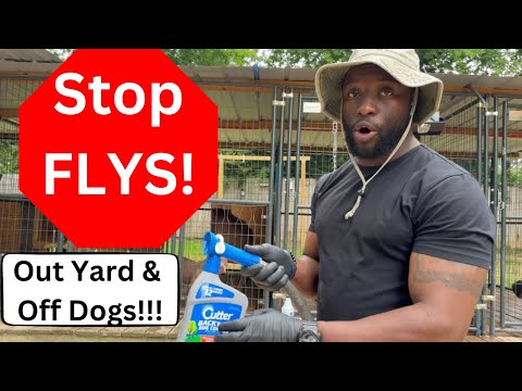 How To Keep Flys Out Your YARD & Off Your Dogs!! 😤
