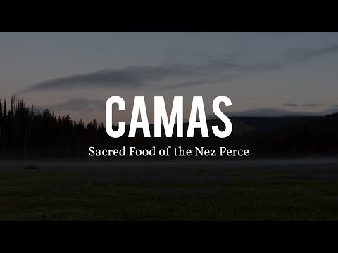 Camas: Sacred Food of the Nez Perce (Nimiipuu) | Documentary Film