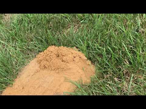 Cicada Killers Hunting in Ocean Township, NJ