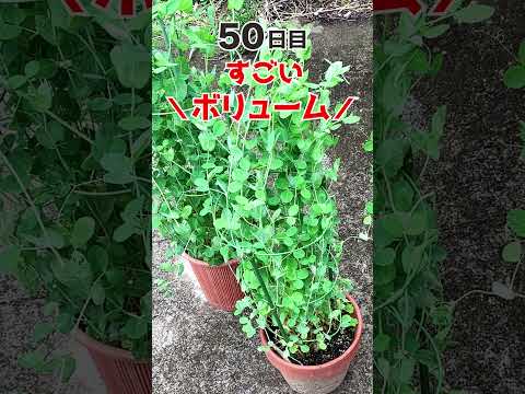 いつ、どのようにエンドウ豆を地面に蒔くのですか？ 2月に種まきを始めてもいいでしょうか？  庭園