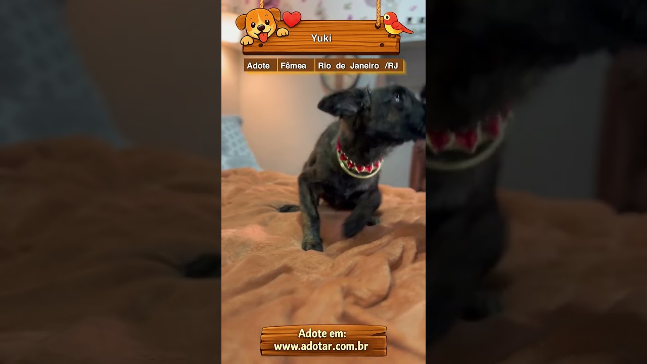 Cachorro raça SRD-ViraLata idade 2 a 6 meses nome Yuki 