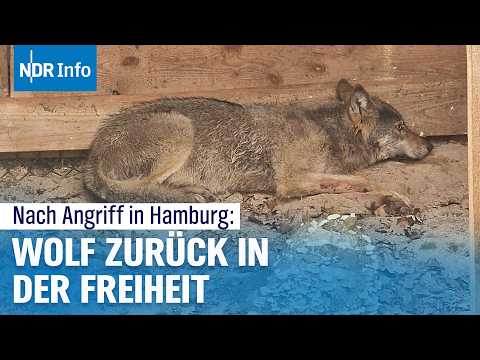 Video Thumbnail: Nach Vorfall in Einkaufszentrum: Wolf in Hamburg wieder ausgewildert | NDR Info
