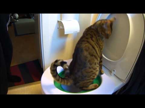 toilet trained Bengal cat