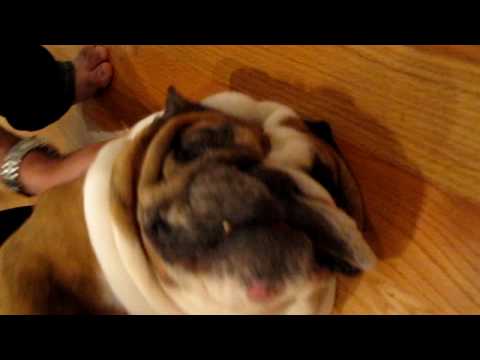 Buster the Beastly Bulldog