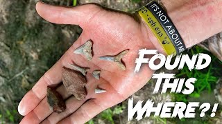 SHARKS TEETH..NORTH MISSISSIPPI!