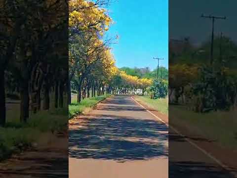 Arboles del Tajy Amarillo. Natalio - Itapúa- Paraguay #itapua #paraguay