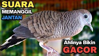 Download lagu Perkutut Lokal Gacor Suara Paling Ampuh Untuk Pancingan Burung Perkutut Agar Bunyi mp3