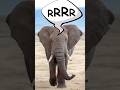 Watch The ELEPHANT Trumpet In The African Savanna SOUND VIDEO Safari Animals