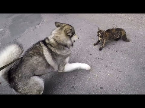 Кровавая драка собаки против кота