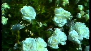 ♫ Conny Vandenbos - Vrij als een vogel