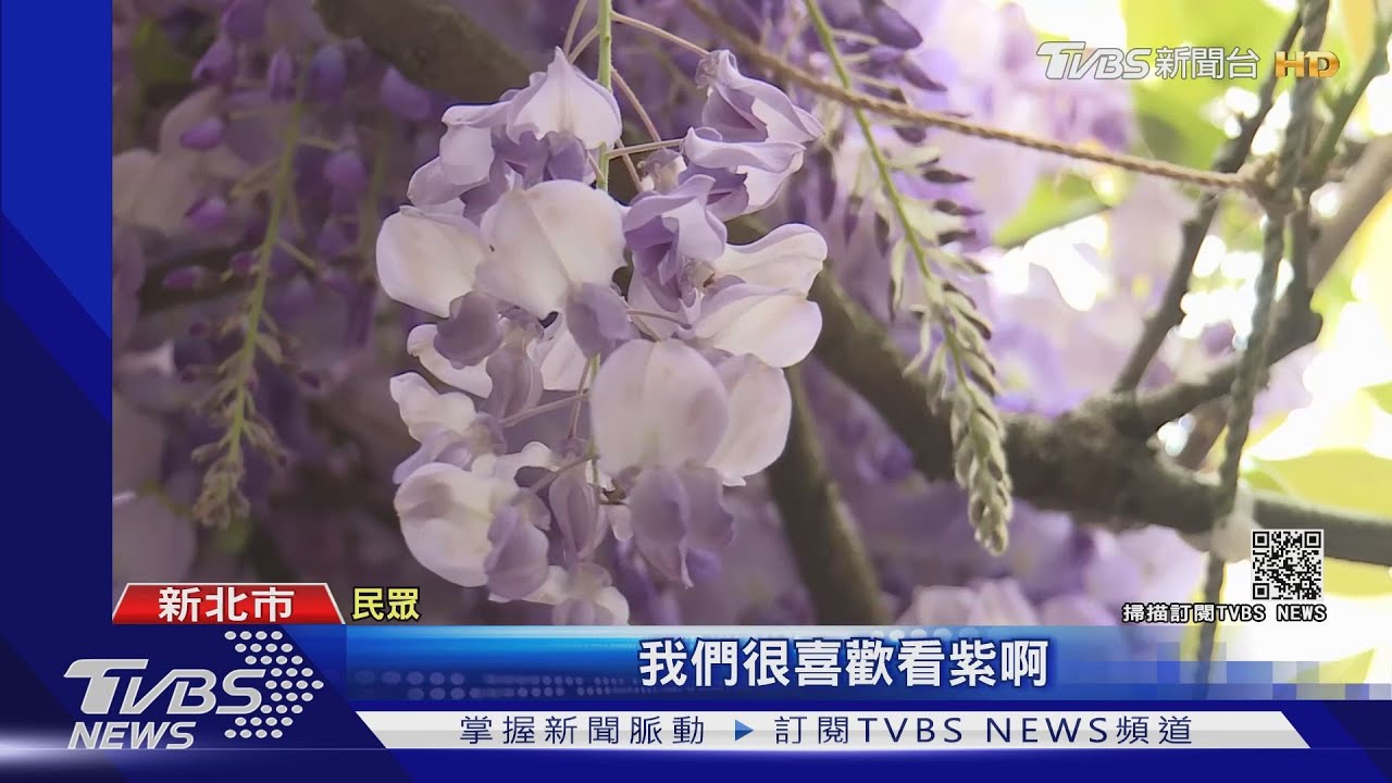 淡水夢幻紫藤花傳閉園 業者:成本夠明年繼續