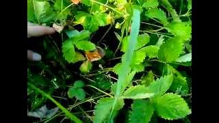 Клубника Рюген: отзывы, описание сорта, фото, видео, отзывы ...