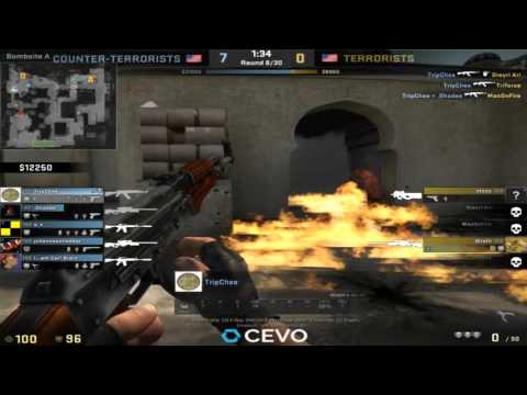 Cevo Pug Highlights